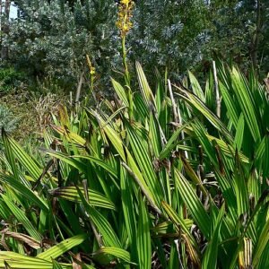 Gele bloemen van de Wachendorfia plant in schaduwrijke omgeving.