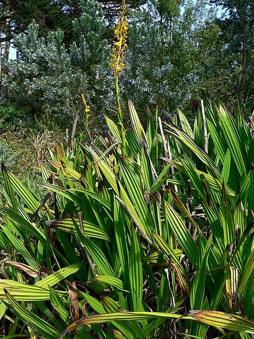 Gele bloemen van de Wachendorfia plant in schaduwrijke omgeving.
