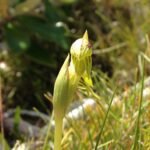 Bloeiende Waireia stenopetala plant met witte bloemen en smalle bladeren.