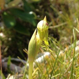 Bloeiende Waireia stenopetala plant met witte bloemen en smalle bladeren.