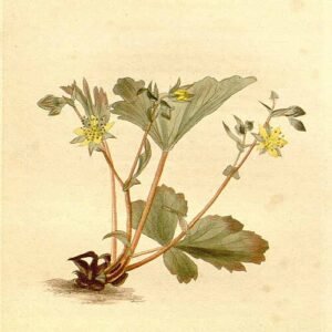 Illustratie van Waldsteinia fragarioides plant met groene bladeren en gele bloemen.