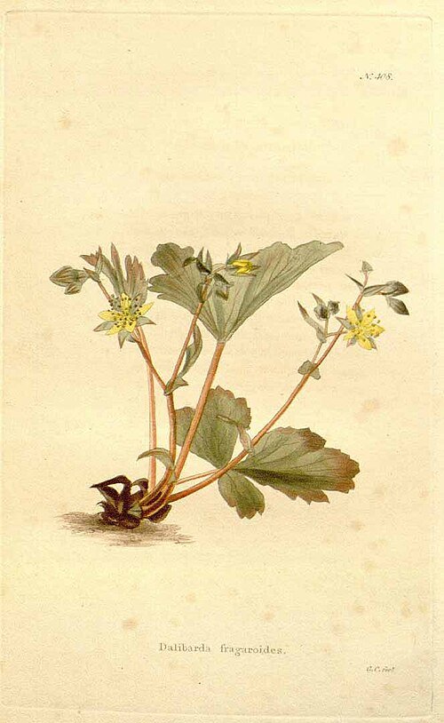 Illustratie van Waldsteinia fragarioides plant met groene bladeren en gele bloemen.