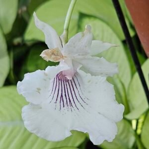 Indrukwekkende Warczewiczella amazonica plant met grote groene bladeren in kas.