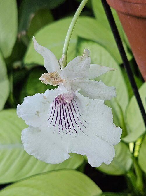 Indrukwekkende Warczewiczella amazonica plant met grote groene bladeren in kas.