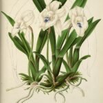 Botanische illustratie van een Warczewiczella bloem op kleigrond uit 1857.