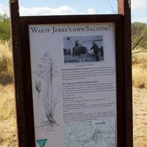 Sporobolus wrightii gras met zaden in natuurlijke omgeving onder zonlicht.