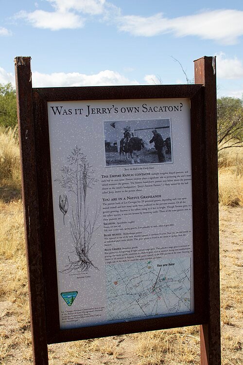 Sporobolus wrightii gras met zaden in natuurlijke omgeving onder zonlicht.