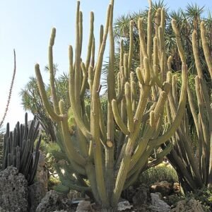 Weberbauerocereus albus cactus met witte stekels en groene stam.