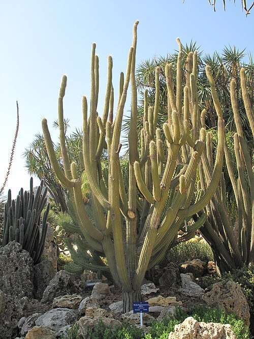 Weberbauerocereus albus cactus met witte stekels en groene stam.