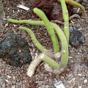 Weberbauerocereus winterianus cactus bloeiend in een botanische tuin in Rome, Italië.