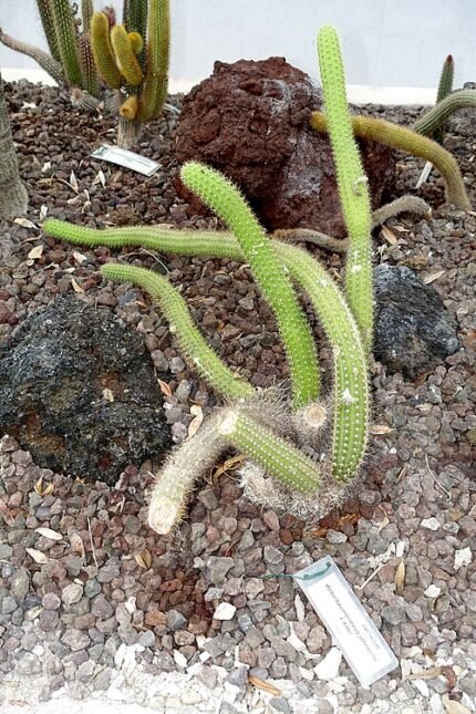 Weberbauerocereus winterianus cactus bloeiend in een botanische tuin in Rome, Italië.