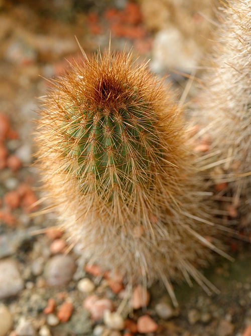 Weberbauerocereus weberbaueri cactus in Jardin des Plantes-tuin.