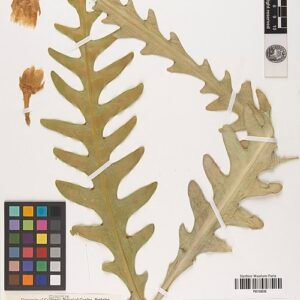 Weberocereus imitans cactus met lange groene stelen en witte stekels.