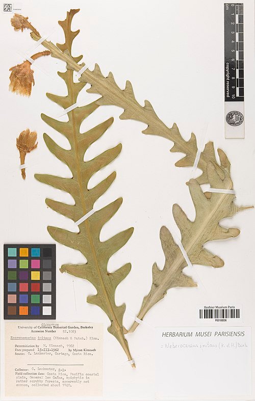 Weberocereus imitans cactus met lange groene stelen en witte stekels.