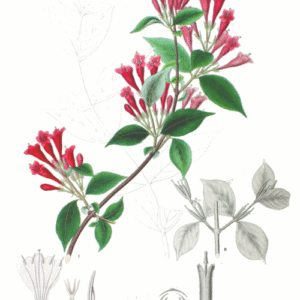 Weigela floribunda bloemen in roze en wit.