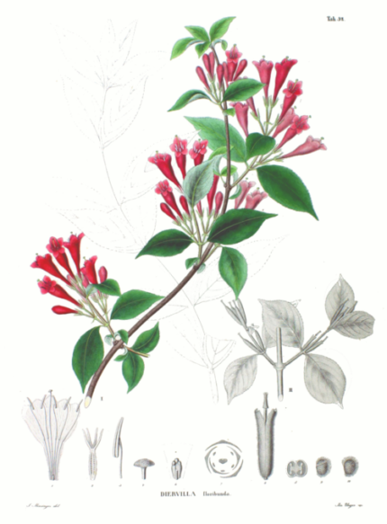 Weigela floribunda bloemen in roze en wit.