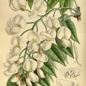 Purple Wisteria brachybotrys flowers in full bloom against green leafy background.