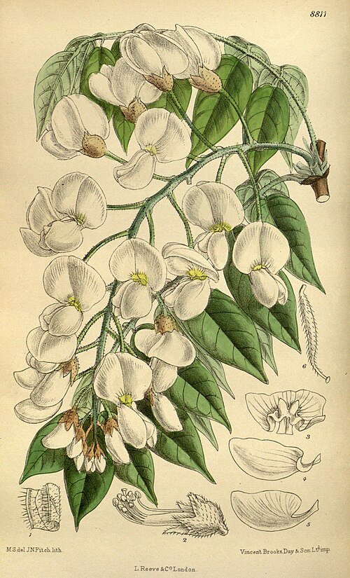 Purple Wisteria brachybotrys flowers in full bloom against green leafy background.