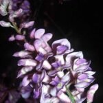 Blauwe Wisteria frutescens bloesem tegen heldere hemel.