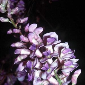 Blauwe Wisteria frutescens bloesem tegen heldere hemel.