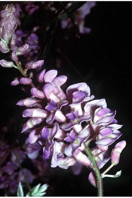 Blauwe Wisteria frutescens bloesem tegen heldere hemel.