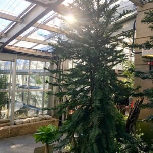 Zeldzame Wollemi-den met groen blad en ruwe schors.