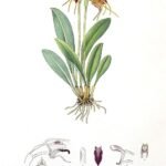Masdevallia bicolor orchidee bloeit in levendige gele en paarse tinten.