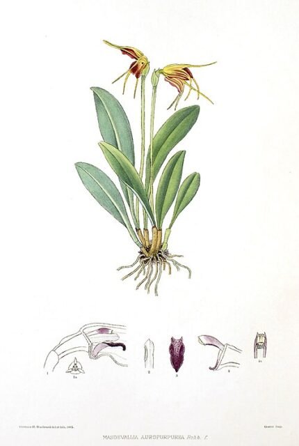 Masdevallia bicolor orchidee bloeit in levendige gele en paarse tinten.