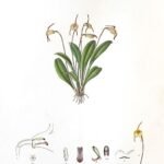 Bloeiende Masdevallia floribunda orchidee in paarse en gele tinten.