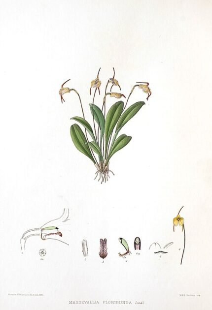 Bloeiende Masdevallia floribunda orchidee in paarse en gele tinten.