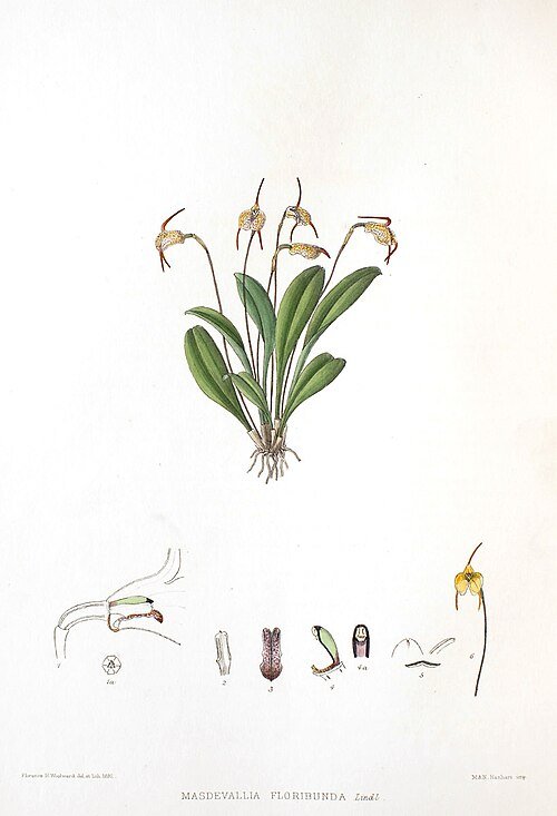 Bloeiende Masdevallia floribunda orchidee in paarse en gele tinten.