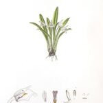 Striped Masdevallia striatella orchid flower with green leaves.