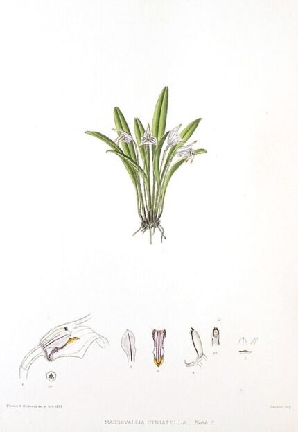 Striped Masdevallia striatella orchid flower with green leaves.