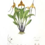 Triangularis orchidee met paarse bloemblaadjes en unieke vorm.