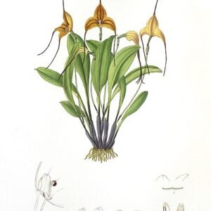 Triangularis orchidee met paarse bloemblaadjes en unieke vorm.