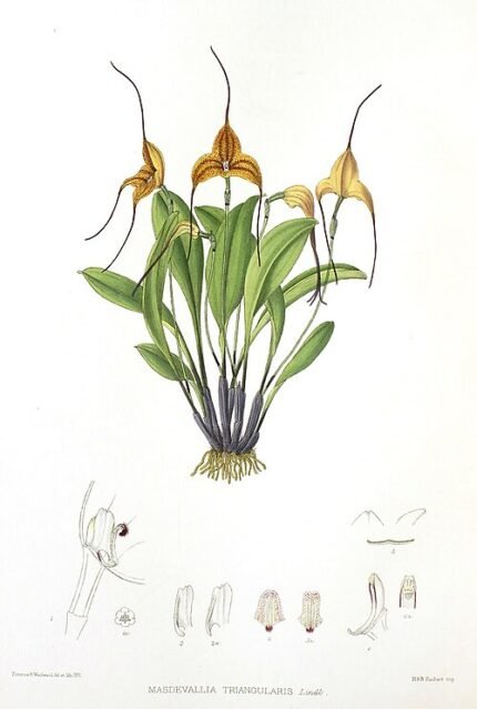 Triangularis orchidee met paarse bloemblaadjes en unieke vorm.