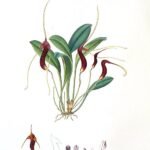 Masdevallia ventricularia orchidee met paarse bloemen en groene bladeren op neutrale achtergrond.