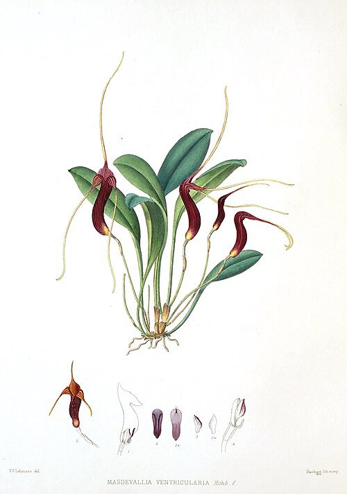 Masdevallia ventricularia orchidee met paarse bloemen en groene bladeren op neutrale achtergrond.
