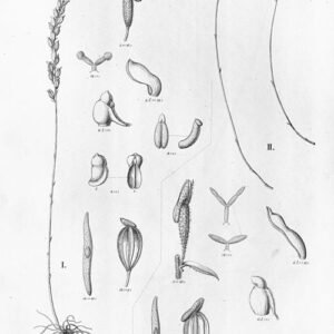 Close-up van bloeiende Wullschlaegelia aphylla calcarata plant.