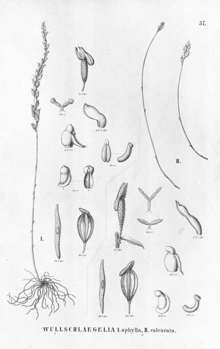 Close-up van bloeiende Wullschlaegelia aphylla calcarata plant.
