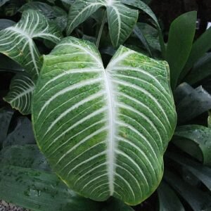 Caladium lindenii 'Magnificum' met groen-witte bladeren en opvallende nerven.