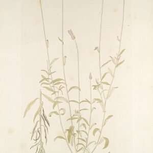 Paarse Xeranthemum annuum bloem in close-up.