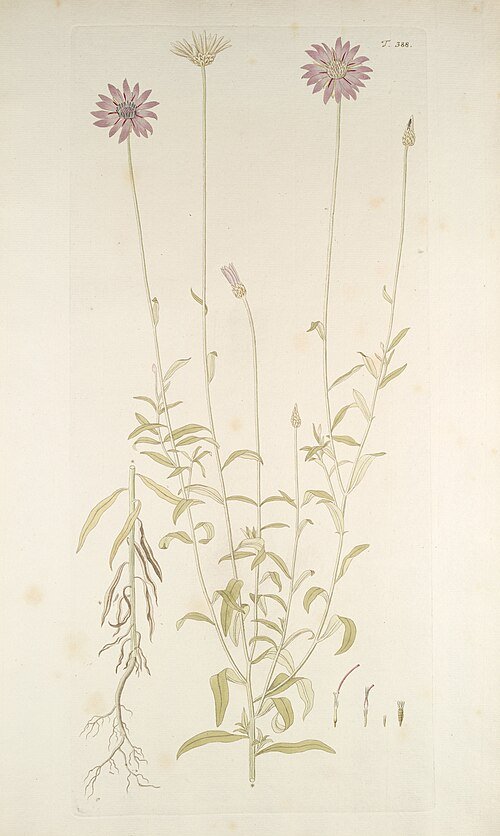 Paarse Xeranthemum annuum bloem in close-up.