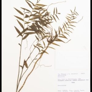 Xerorchis plant met groene bladeren en bloemen op kleigrond.