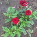Rode wilde anjer bloem op natuurlijke achtergrond.