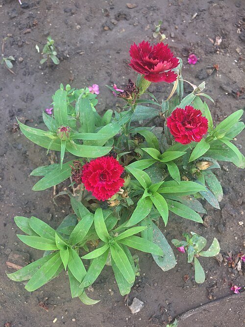 Rode wilde anjer bloem op natuurlijke achtergrond.