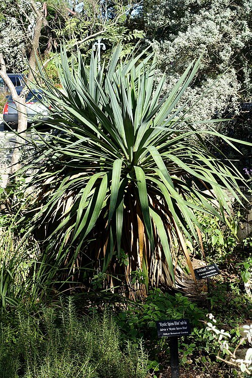 Yucca gloriosa var. tristis plant met lange, zwaardvormige bladeren in botanische tuin.