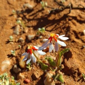 Bloeiende Zaluzianskya pumila Dwarf Drumsticks plant in close-up.