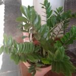 Zamioculcas zamiifolia plant met groene bladeren en dikke stengels.