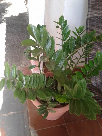 Zamioculcas zamiifolia plant met groene bladeren en dikke stengels.